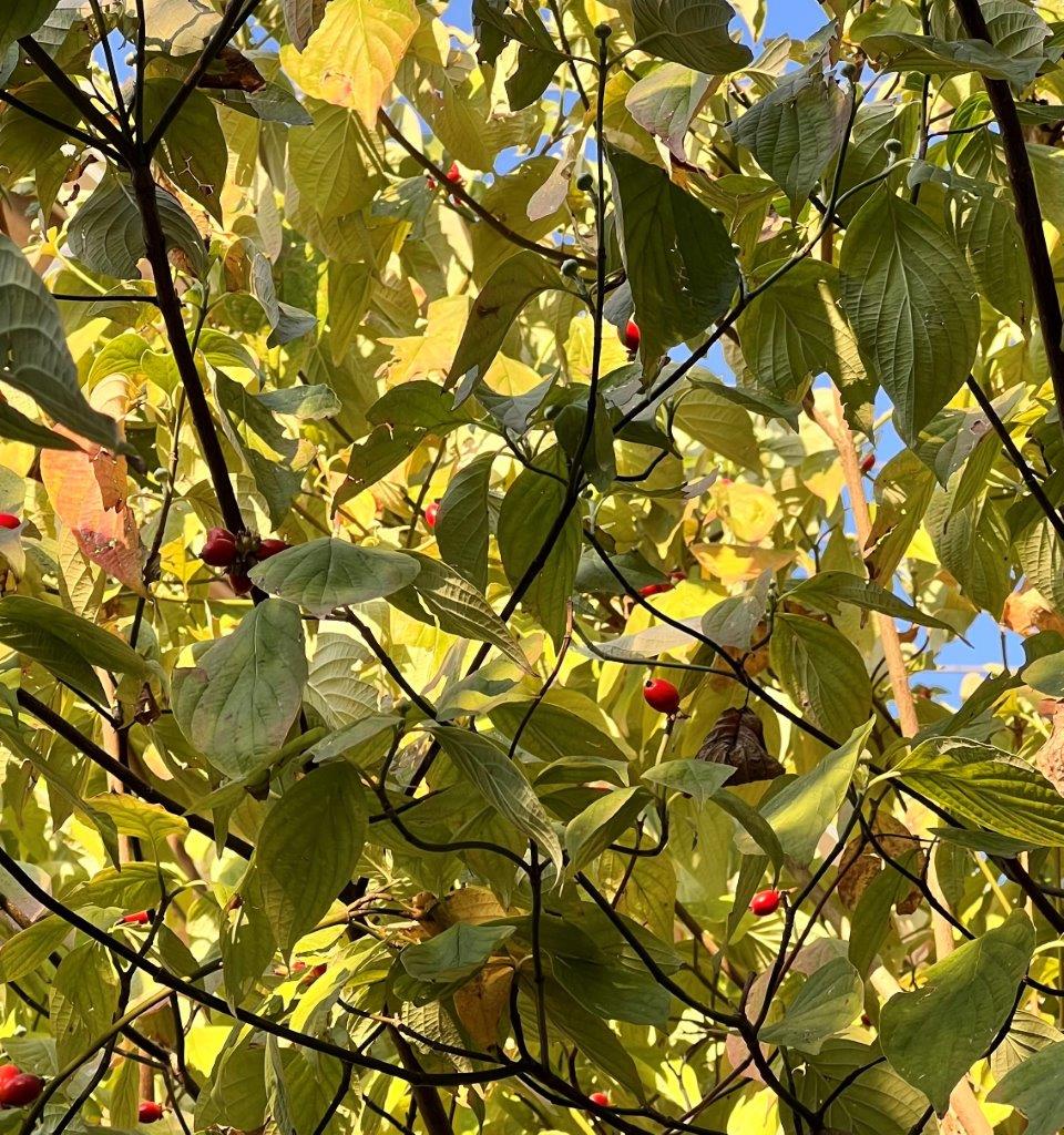 この木なんの木🌲? - 菅原興業